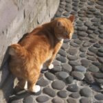 steptodown.com468786