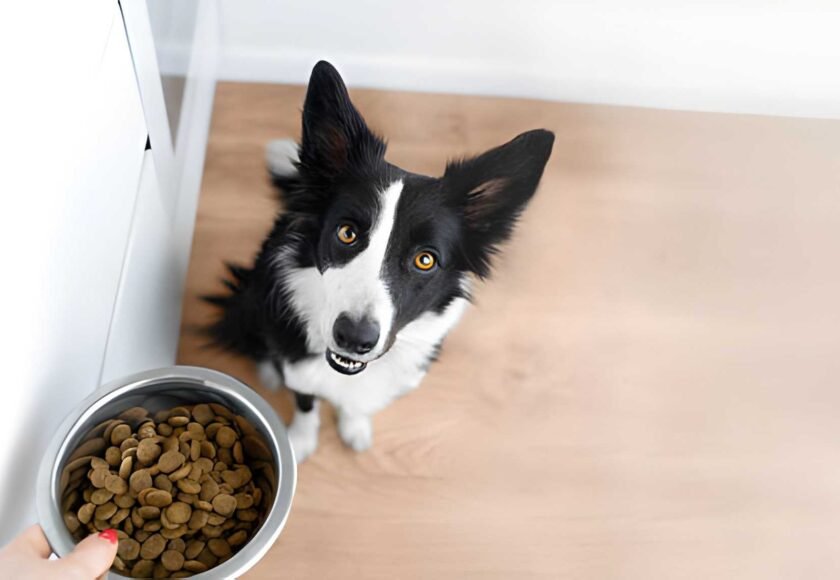 steptodown.com532008