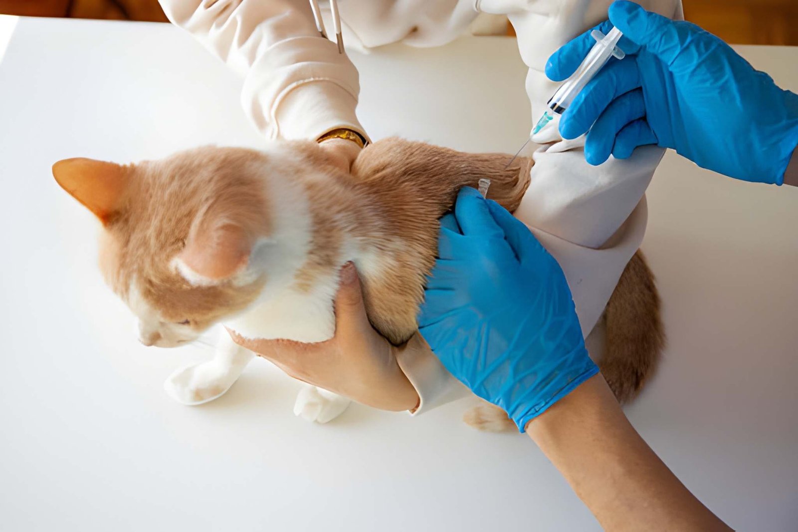 steptodown.com632772